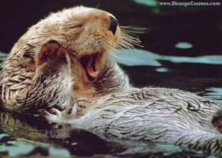 The loutre